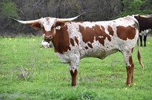 Brazos Salt N Pepper 20/21
