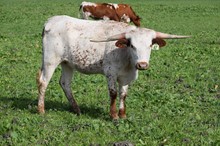 Brazos Springtime 47/22