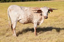 Brazos Springtime 47/22