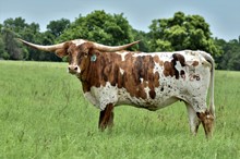 Brazos Susannah 928