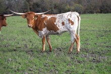 Brazos Tara 8/22