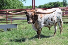 Brazos Tuff Cowboy 901