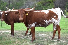 Brazos Ziva 79/20