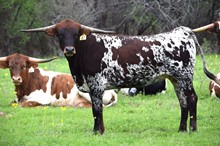 Brazos Zoey 47/21