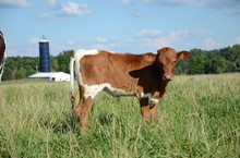 Golden Special x Rose Ranger 2022 Heifer