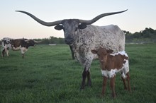 Rocky x Snow Queen heifer