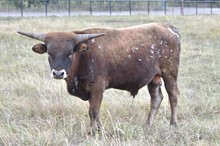 281 HCC Unnamed Bull - Dixie Chic