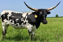  SW DIXIE DIVA