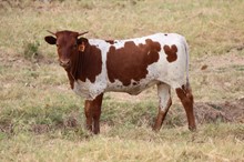 Brazos Saffron 35/23