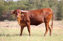 Brazos Iris 55/22