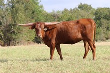 Brazos Eliza 107/21