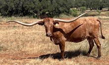 BRAZOS ROSE BELLE