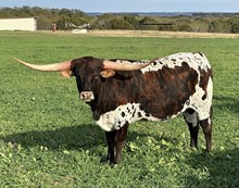 Brazos Kacie 71/21