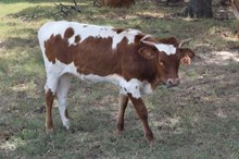 Brazos Mary Ann 56/23