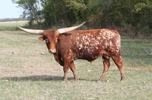 OUTBACK RULA 10/9