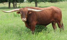 SDR RIO BRAVO