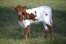 Brazos Starla 116/23