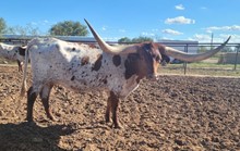 Brazos Tuff Elvira 882