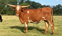 SW DIXIE RED BONE