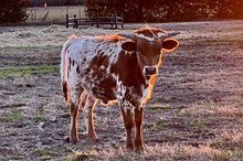 KCM Unnamed Bull 252