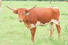 Auze's Billina