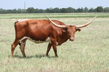Auze's Creole Ellie