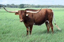 Auze's Darling 491