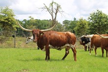 Auze's Queen Coo-ee-oh