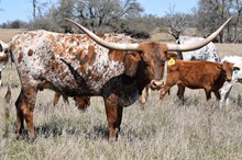Brazos Alyssa 80/20