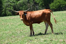 Brazos Angela 39/24