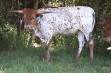 Brazos Breann 36/24