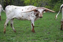 Brazos Carlotta 109/21