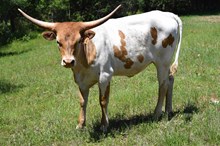 Brazos Celeste 114/23