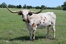 Brazos Charleen 910