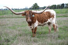 Brazos Cierra 962