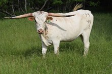 Brazos Classy 44/22