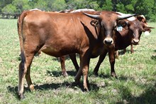 Brazos Cordelia 13/24
