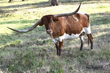 Brazos Dancer 694
