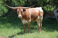 Brazos Delphine 108/23
