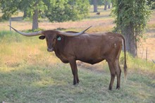 Brazos Dixie 918