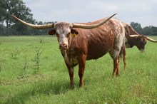 Brazos Dreams 66/20 