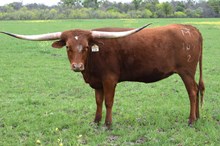 Brazos Eliza 107/21