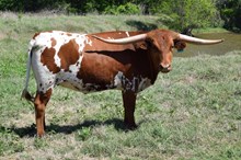 Brazos Fiona 107/22