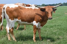 Brazos Ginger 22/23