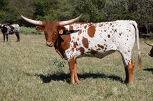 Brazos Hanna 781