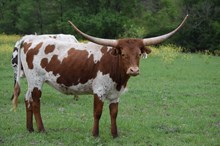 Brazos Hattie 70/21