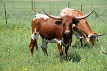 Brazos Howdy Tari 61/23