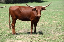 Brazos Kayla 90/23