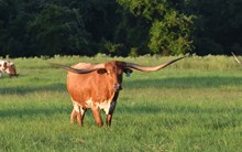 Brazos Malcy 923