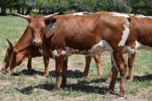 Brazos Marlie 65/24